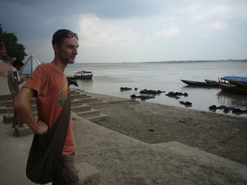 Travel - India - Varanasi - Ghats - Water Buffalo